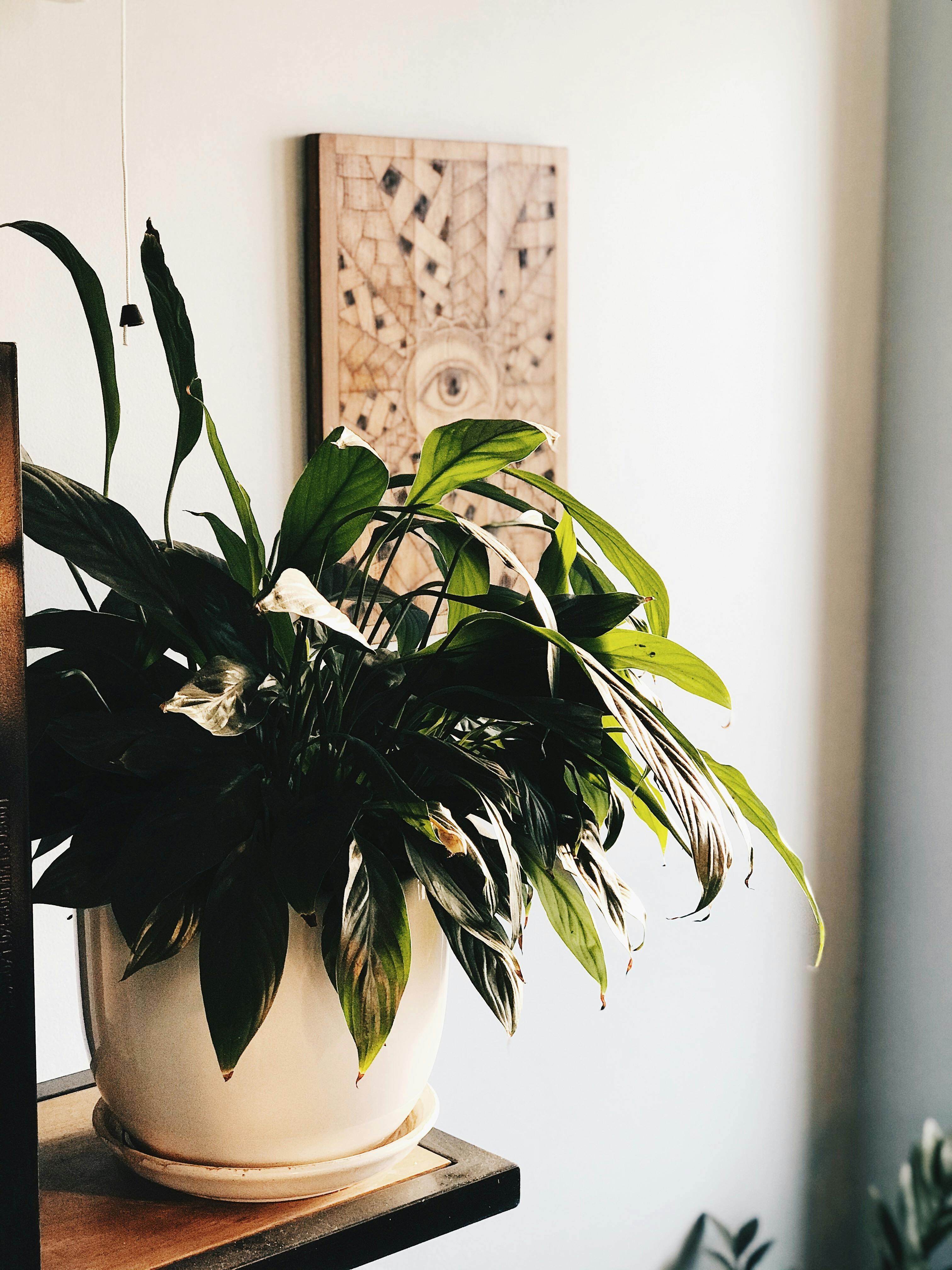 Fiddle Leaf Fig